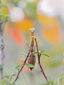 Herbstliche Mantis