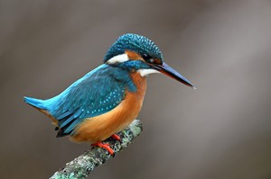 Eisvogel