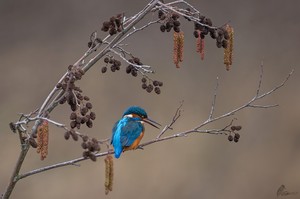 Eisvogel mal etwas anders