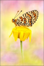 Roter Scheckenfalter (Melitaea didyma)