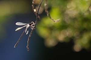 Abendlicher Besuch im Garten