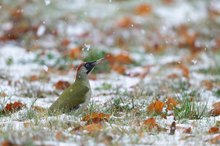 Schneeflocken wie Sofakissen