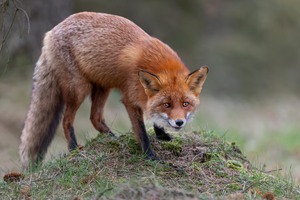 Ein Geraeusch laesst die Rotfuchsfaehe innehalten,