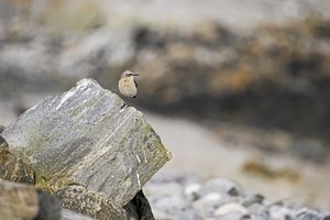 Kleiner Vogel