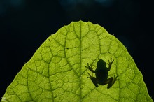 Laubfroschsilhouette