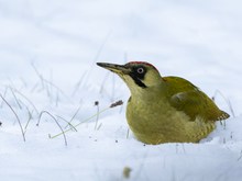 Ameisen unter geschlossener Schneedecke