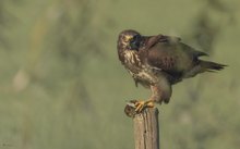 Bussard mit Beute