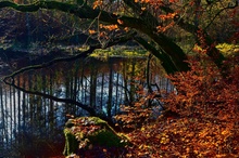 Herbst am Huckinger See, Oberösterreich