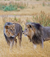 Junge Löwen
