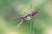 Noch eine Mantis