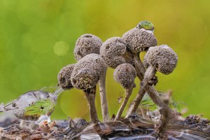 Schleimpilz Gefelderter Haarstäubling ( 0,2 - 0,8 mm gross )