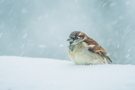 Sperling im Schneegestöber