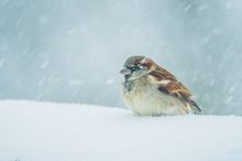 Sperling im Schneegestöber