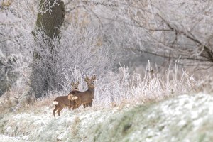 Reh im Schnee