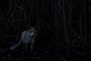 Begegnung mit einem Rotfuchs bei fast voelliger Dunkelheit,