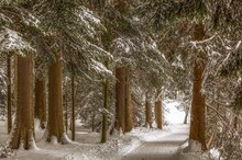 Winter im Schwarzwald