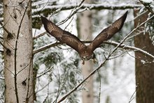 Mäusebussard....