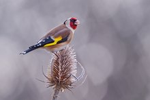 Carduelis carduelis