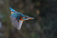 Eisvogel (Alcedo atthis)