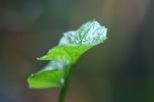 Kleiner Kohlweißling: 2 Eier