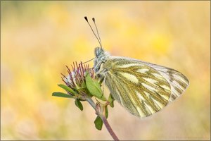 Der Alpen-Weißling (Pontia callidice)