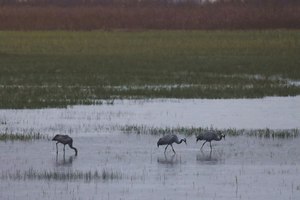 Bereits im Morgengrauen