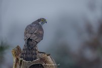 Habicht im Nebel