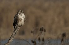 Bussard genießt die Sonne