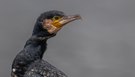 Ein Porträt eines Kormoran