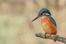 Eisvogel (Alcedo atthis)