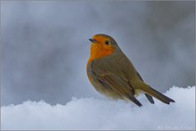 Rotkehlchen (Erithacus rubecula)