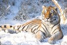 Wintertiger