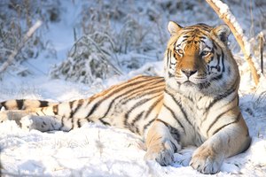 Wintertiger