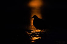 TEICHHUHN im Laternenlicht