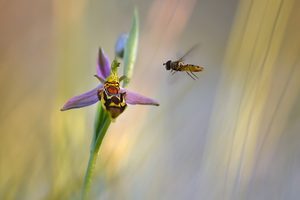 Erbitte Freigabe zur Landung auf Ophrys apifera