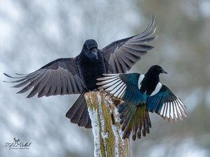 Rabenkrähe und Elster