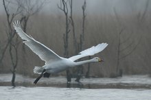 Die Boten der verlorenen Winter