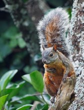 Rotbauchhörnchen (Sciurus aureogaster)