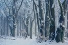 ... im Wald-Palast der Eiskönigin