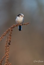 Schwanzmeise im Winterlicht