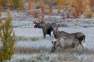 Im Herbst beginnt die Elchbrunft