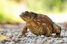 Bufo im Sonnenschein