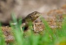 Mesquite-Eidechse (Sceloporus grammicus)