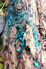 Chlorociboria aeruginascens