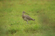 Großer Brachvogel