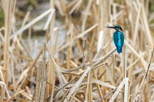 Eisvogel einmal auf anderem Ansitz