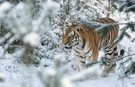 Sibirischer Tiger....
