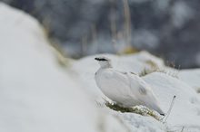 Der Schneehahn