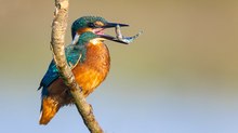 Eisvogel mit erbeutetem Stichling