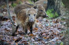 Wildschwein (Sus scrofa)